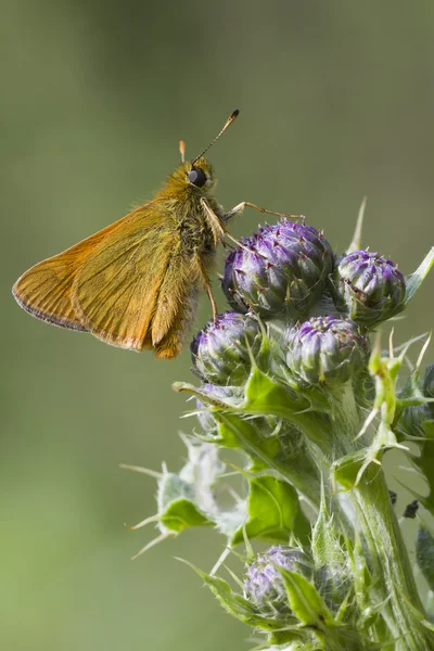 Small Skipper ( Thymelicus sylvestris ) — Stock Photo, Image