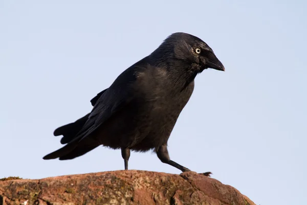 Crow — Stock Photo, Image