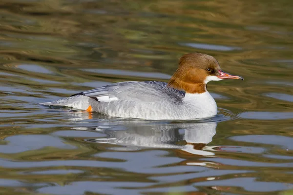 Zaagbek (Mergus mergans ) — Stockfoto