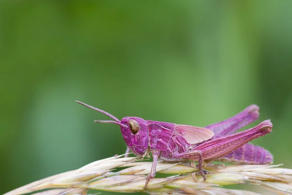 Roze sprinkhaan — Stockfoto