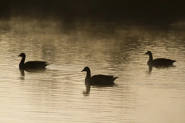 Silhouette d'oca — Foto Stock