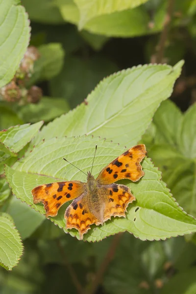 Virgül (polygonia c-albüm) kelebek — Stok fotoğraf