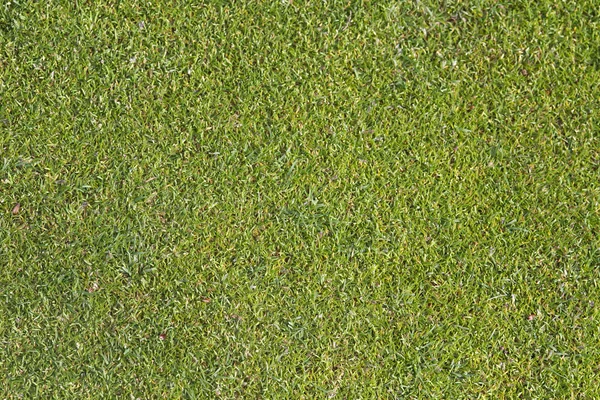 Putting green — Stockfoto