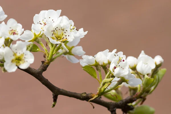 Birnenblüte — Stockfoto