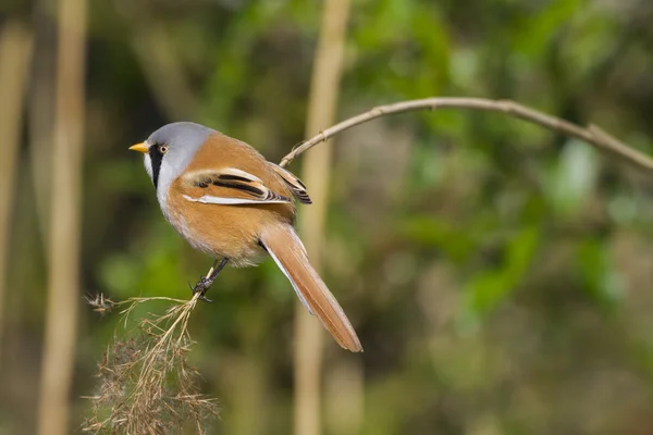 Panurus biarmicus-Sikora Brodaty ) — Zdjęcie stockowe