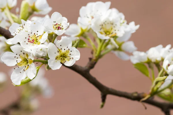 Birnenblüte — Stockfoto
