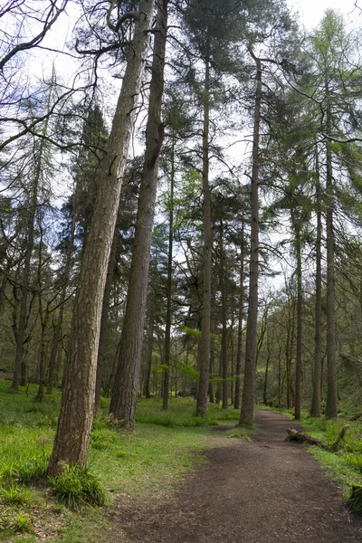 Bos pad — Stockfoto