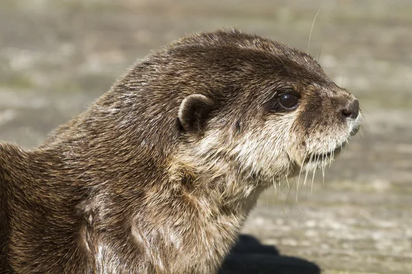 Otter( Lutra lutra) — Stock Photo, Image