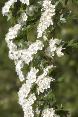 alıç (crataegus bitkisinden)