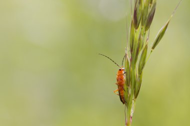 böceği (rhagonycha fulva)