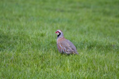 Kırmızı Ayaklı keklik (alectoris rufa)