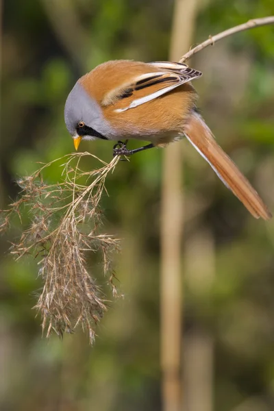 Tit barbudo (Panurus biarmicus  ) — Fotografia de Stock