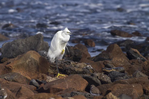 小艾格雷特（Egretta garzetta）) — 图库照片