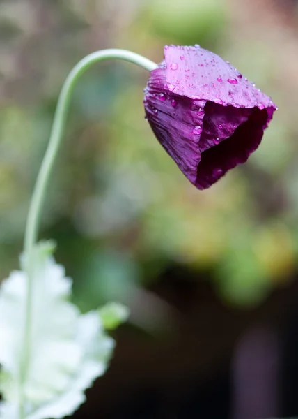 Пурпурный мак — стоковое фото