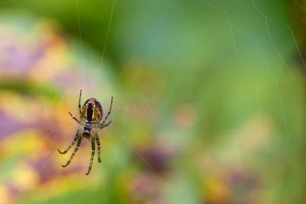 Aranha — Fotografia de Stock