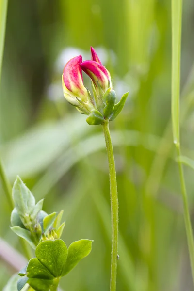 Wicken — Stockfoto