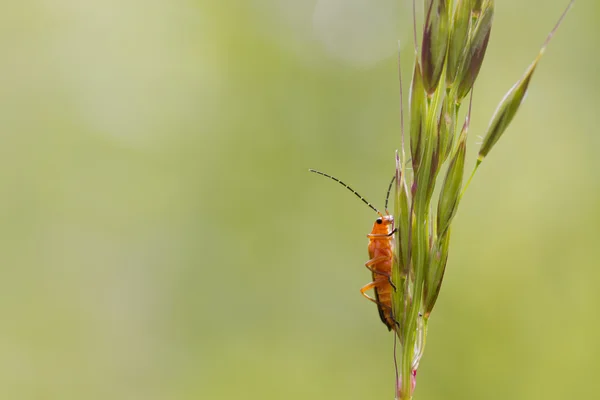 Besouro (Rhagonycha fulva ) — Fotografia de Stock