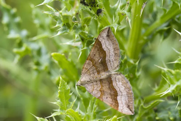 Shaded broad-bar  Moth ( Scotopteryx chenopodiata ) — Stock Photo, Image