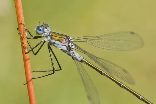 Emerald Damselfly (Lestes sponsa) ) — Stockfoto