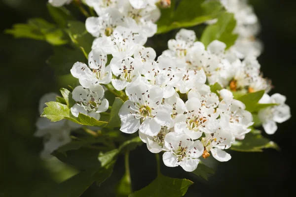 Hawthorn — Stock Photo, Image