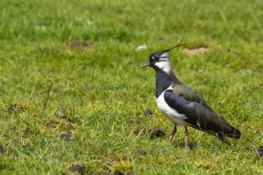 Kız kuşu (vanellus vanellus)