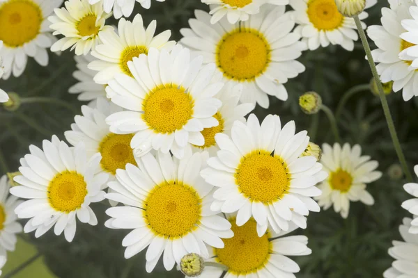 Gänseblümchen — Stockfoto