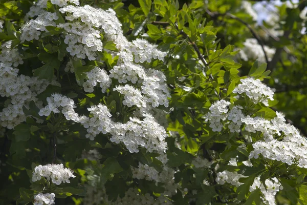 Hawthorn — Stock Photo, Image