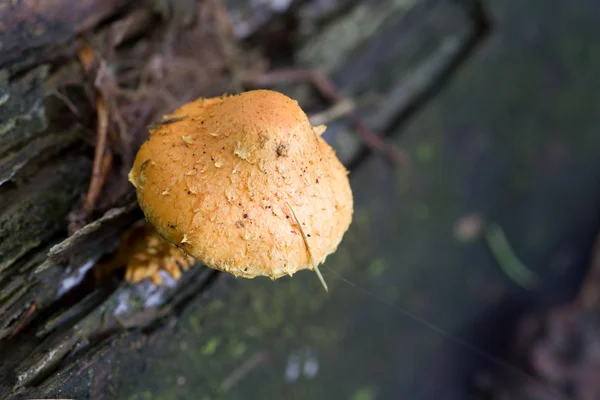 Fungus — Stock Photo, Image