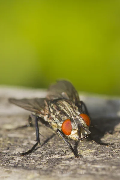 Flesh Fly (Sarcophaga bercaea) — Stock Photo, Image