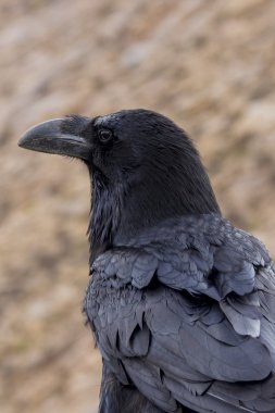 Kuzgun 