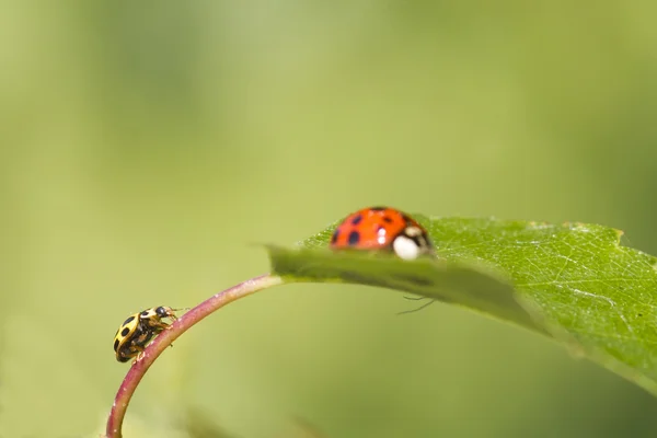 Lieveheersbeestje — Stockfoto