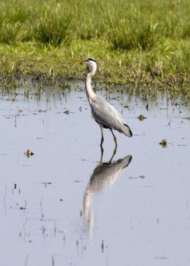 Gri Heron (Ardea cinerea)