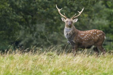 Sika geyiği (cervus nippon)