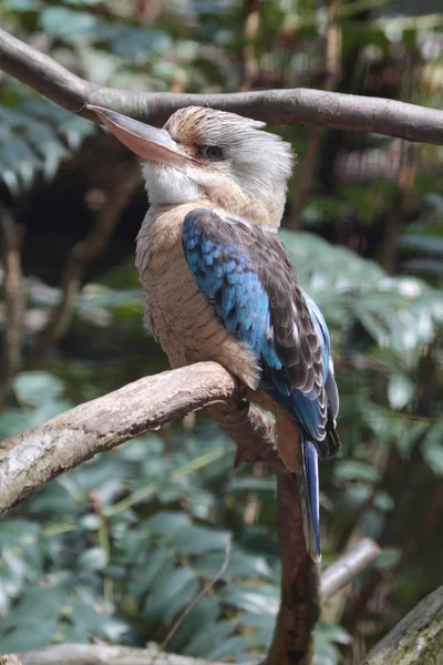 Niebieski kookaburra skrzydlaty — Zdjęcie stockowe