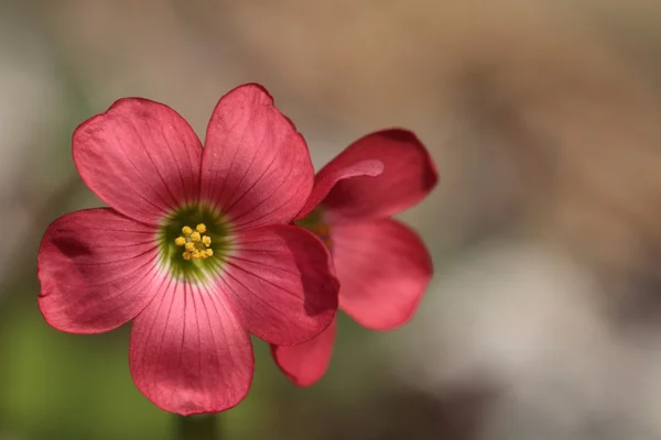 Kırmızı çiçek — Stok fotoğraf