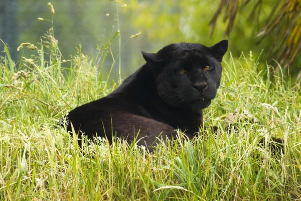 Jaguar — Stock Photo, Image