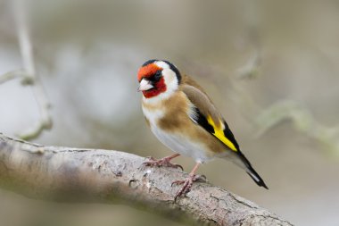 Goldfinch (Carduelis-carduelis) clipart