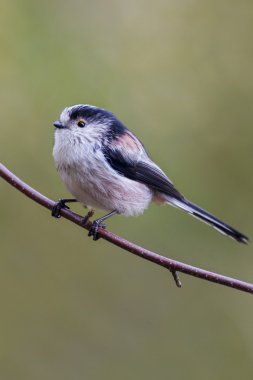 Uzun baştankara kuyruklu (Aegithalos caudatus)