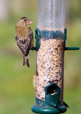 Greenfinch (Carduelis chloris)
