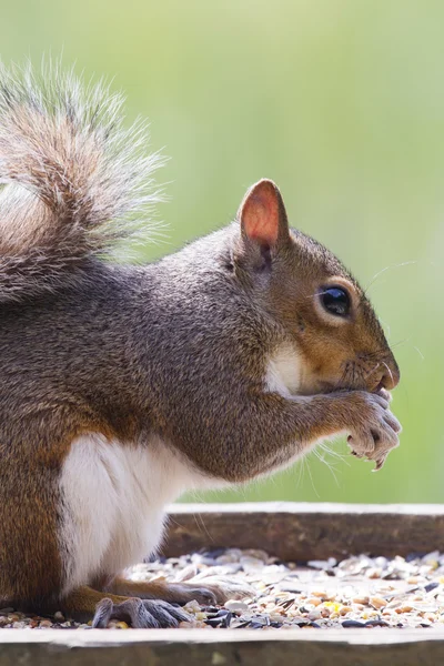 Squirrel — Stock Photo, Image