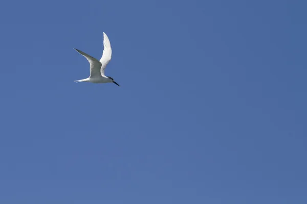 Sanduíche Tern (thalasseus sandvicensis ) — Fotografia de Stock