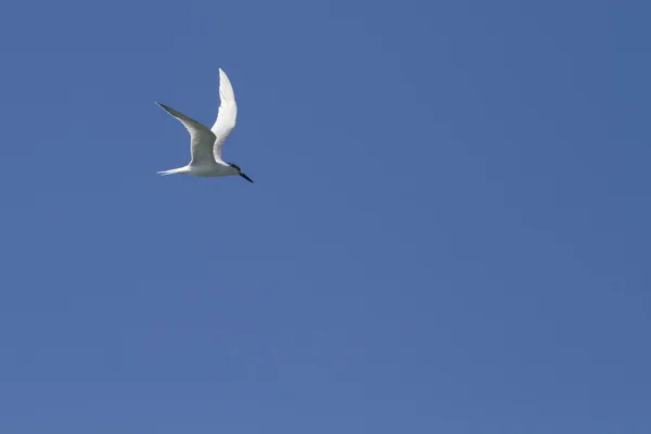 Sandwich Tern (Thalasseus sandvicensis ) — Stock Photo, Image