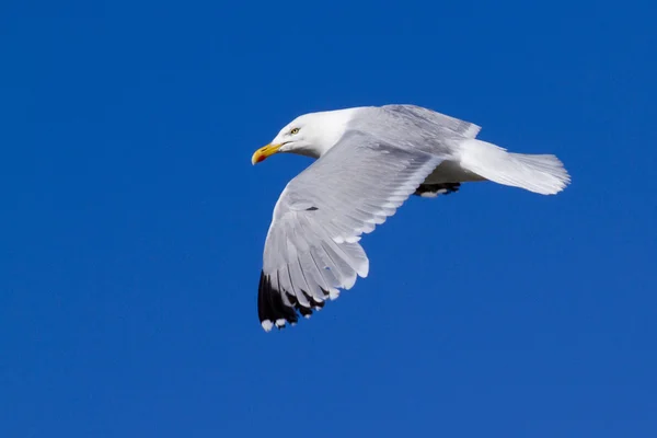 Herring Gull — Stock Photo, Image