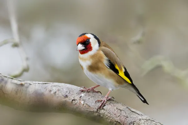 (carduelis carduelis Carduelis) — Stock Fotó