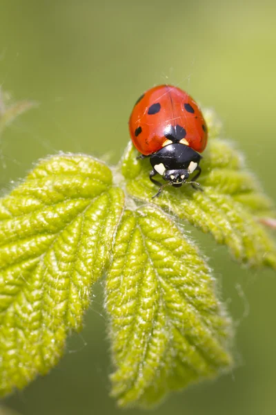 Lieveheersbeestje — Stockfoto