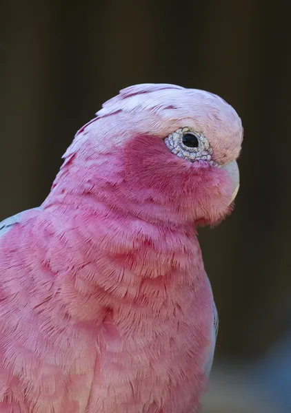 Galah-Rose-breast Cockatoo — 图库照片