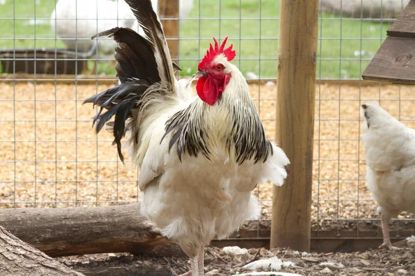 Huhn — Stockfoto