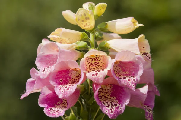 Fingerborgsblomma — Stockfoto