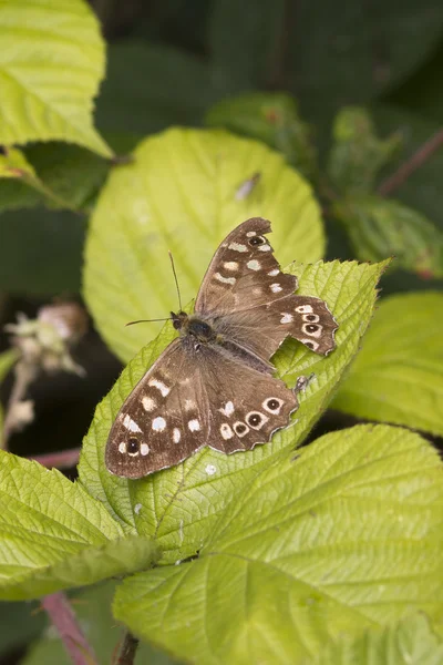斑点のある木の蝶 — ストック写真