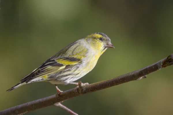 Siskin... — Fotografia de Stock